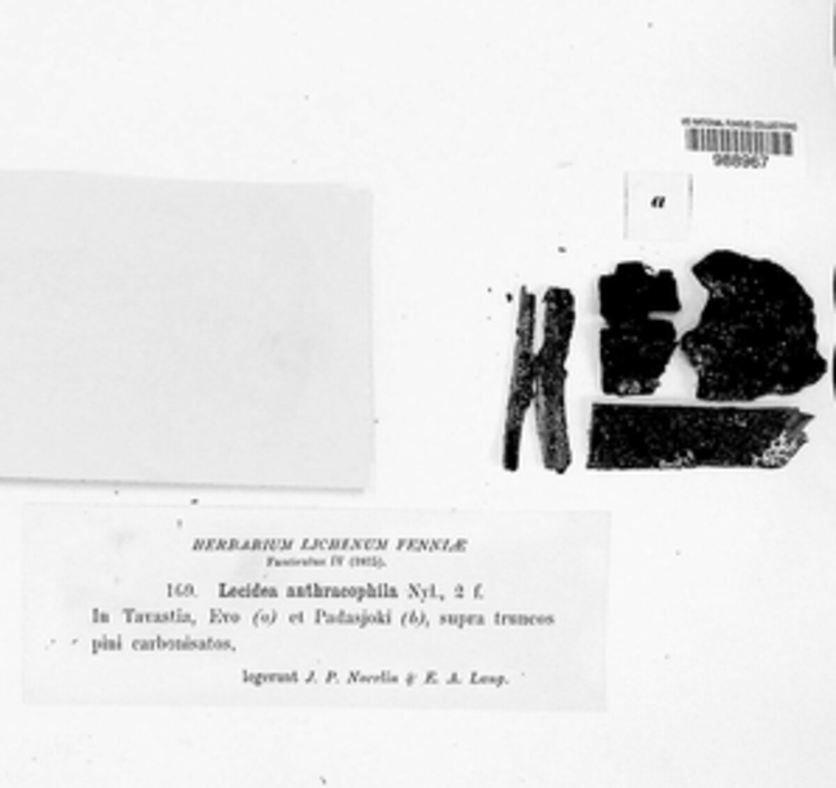 Carbonicolaceae image
